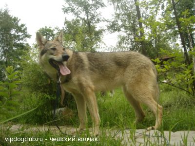 Чешский волчак популярная порода в Европе ( хорошо уживаются в семье. ладит с др животными) еще редкая, новая порода в России - не путать помесей волка с разными породами и безпородными собаками...